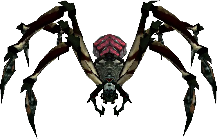 Young Araneid