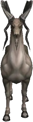 Antelope